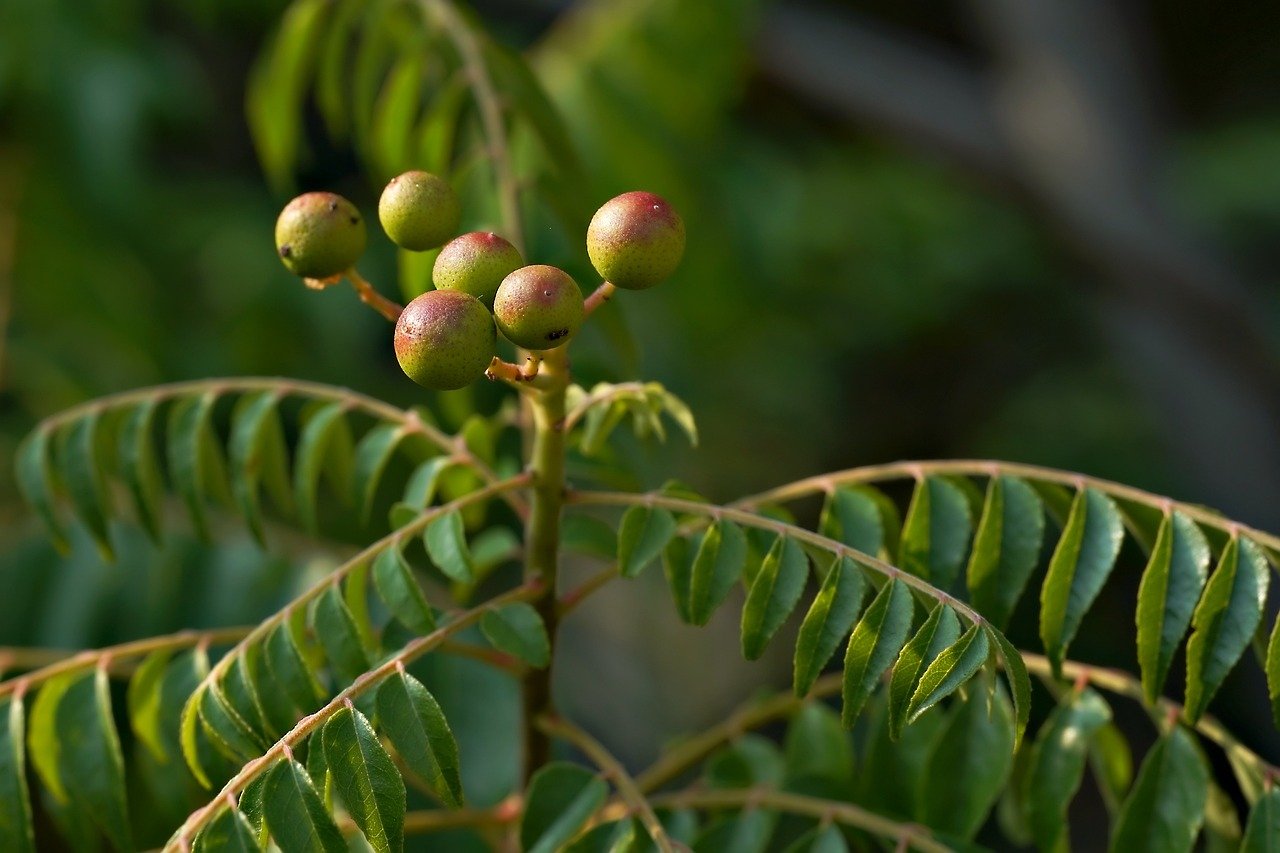 Indoor Plants: Enhancing Your Living Space Safely